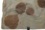 Huge, Plate of Paleocene Leaf Fossils - Glendive, Montana #212441-3